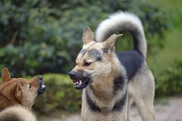 Chien agressif