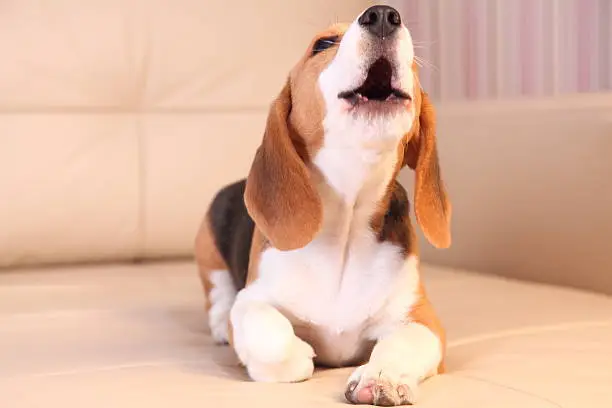 Chien qui aboie