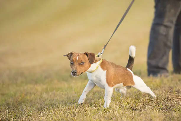 Chien qui tire en laisse
